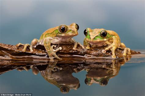 Amazing Pictures Of Frogs Clambering Over Each Other On A Sliver Of