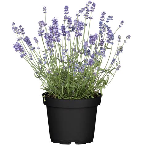 Lavendel Cm Topf