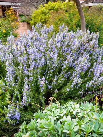 Tuscan Blue Rosemary Bushes For Sale The Tree Center