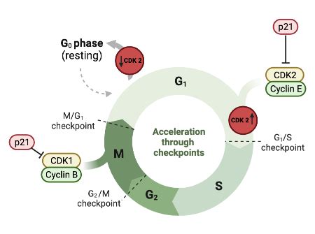 Analyzing The Role Of The G0 Phase In The Cell Cycle Practice Biology