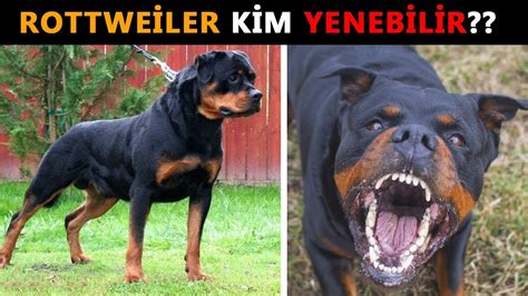 Rottweilerı Yenebilecek 6 GÜÇlÜ Köpek Kangal Alabay Vs Youtube