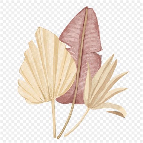 Dried Palm Leaves Hd Transparent Watercolor Dried Fan Palm Leaves