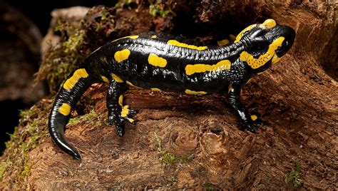 La salamandre à lépreuve du feu France Culture