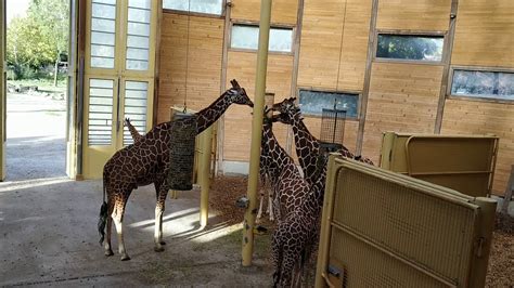 Savannah Diergaarde Blijdorp Rotterdam Zoo Youtube