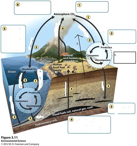 Carbon Cycle Diagram Quizlet