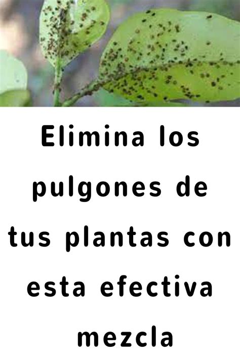 Elimina Los Pulgones De Tus Plantas Con Esta Efectiva Mezcla Parsley