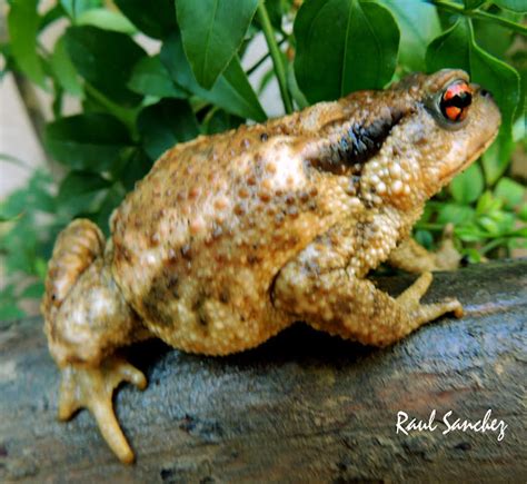 Naturaleza Viva Los Sapos Anuros Anura