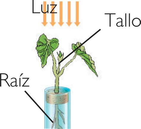 Manual Del Científico Fototropismo Vegetal Positivo En Tallos Y