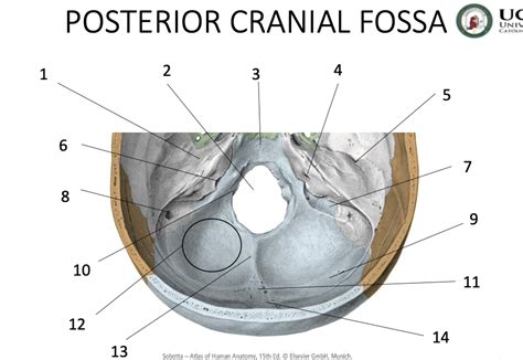 Oral Anatomy Prac 1 Posterior Cranial Fossa Diagram Quizlet