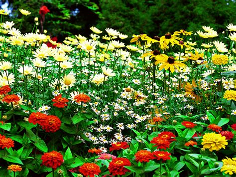 [45+] HD Flower Garden Wallpaper | WallpaperSafari