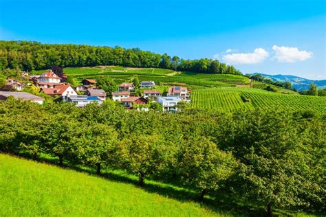 Vineyards with Spiez Castle in Spiez in the Bernese Oberland of Switzerland Stock Image - Image ...