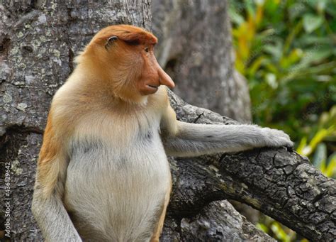 Portrait of male proboscis (long-nosed) monkey, Sabah (Borneo ...