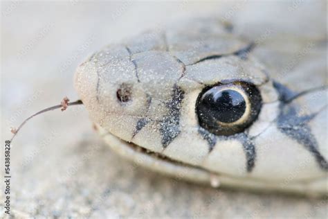 close up of a snake head Stock Photo | Adobe Stock