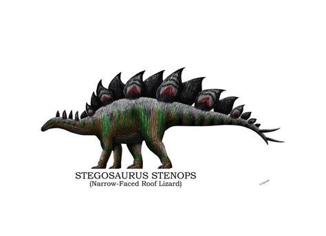 Stegosaurus Stenops Profile by Hamish1512201 on DeviantArt