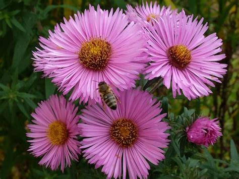 Долгоцветущие многолетники для сада ⋆ blumgarden.ru