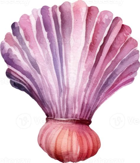 Seashell Watercolor Illustration Png