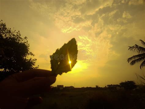 An Amateur Photo With Leaf Silhouettes And The Late Afternoon Sun Peeking Through The Leaves