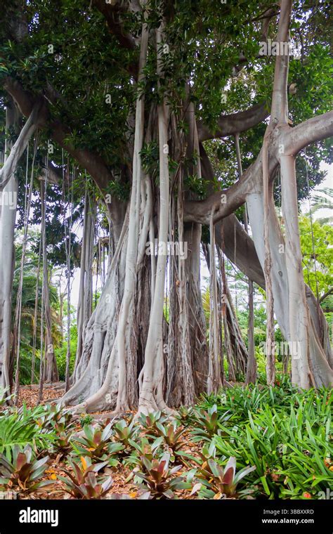 intertwined banyan trees  thick aerial roots  bright green