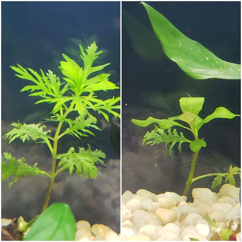Water Wisteria Growing different leaves. Both in the same tank. : r