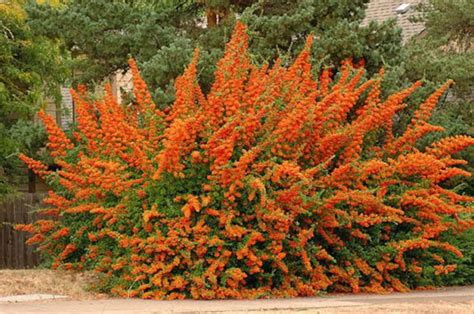 Ognik szkarłatny Orange Glow Pyracantha coccinea sadzonki 3l