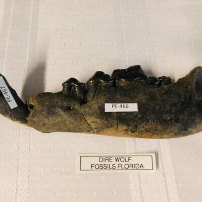 Dire Wolf Fossil K-9 Rare Fossil - Fossils & Artifacts for Sale | Paleo ...