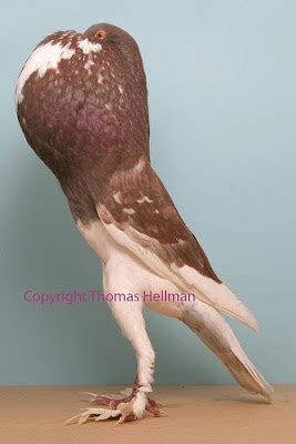 English Pouter Pigeon Pictures ~ ENCYCLOPEDIA OF PIGEON BREEDS