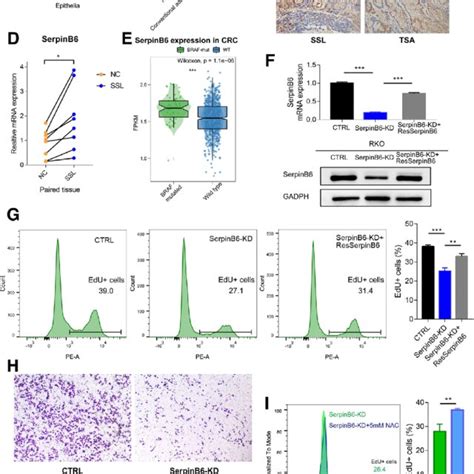 Serpinb Was Linked To Serrated Route Of Colon Tumorigenesis And