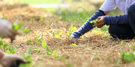 17 Organic Farming Techniques Revolutionizing Produce Sustainability