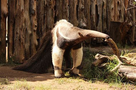 Amazing Facts About Giant Anteaters