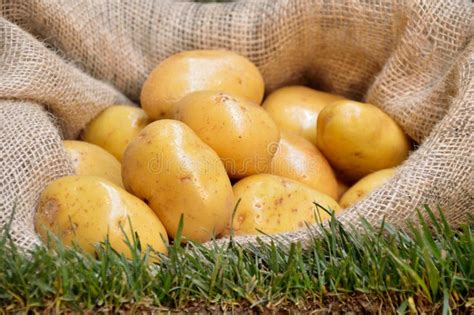 Potato sack stock photo. Image of food, linen, healthy - 102062352