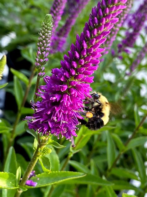 Attracting And Celebrating Pollinators In June National Pollinator Month