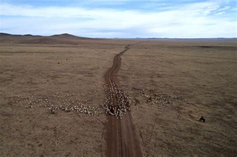 Mongolias Herders Fight Climate Change With Their Own Adaptability And