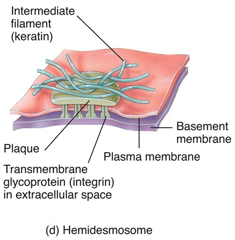 Hemidesmosome Diagram | Quizlet