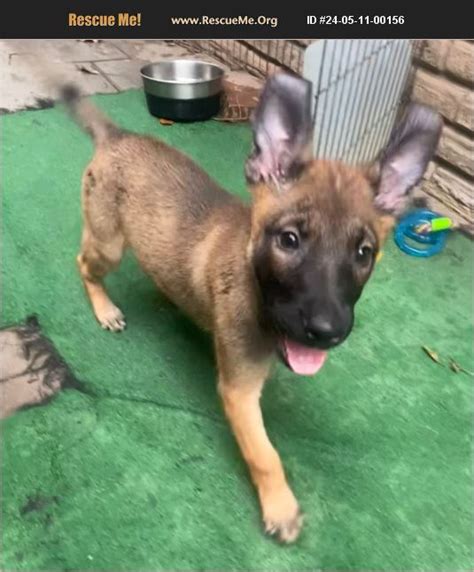 Adopt Belgian Malinois Rescue Houston Tx