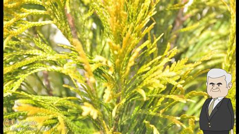 Deer Resistant Forever Goldy® Arborvitae Thuja Plicata 4ever Youtube