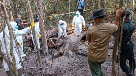 BREAKING NEWS Gajah Sumatera Ditemukan Mati Di Hutan Way Kambas Organ