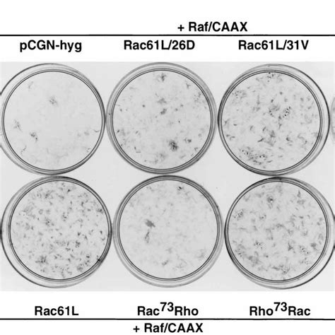 Activation Of Srf By Rac Effector Domain Mutants And Rac Rho Chimeras