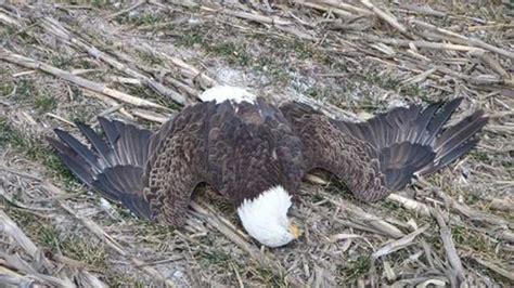 Kansas Game Wardens searching for bald eagle killer