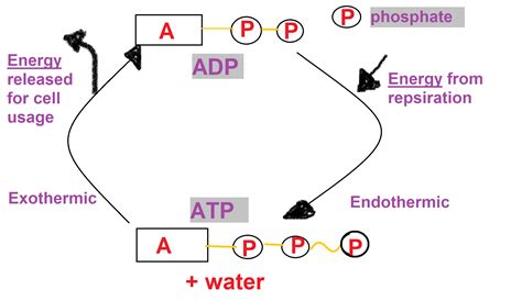 ATP Cycle And Reaction Coupling Energy Article Khan 59 OFF