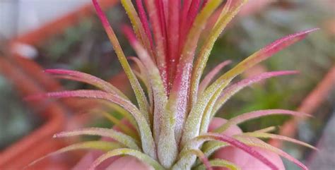 Descubre Las Tillandsias Las Fascinantes Plantas Del Aire