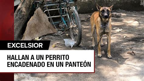 Perrito Abandonado Y Encadenado En Un Pante N De Azcapotzalco Youtube