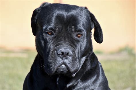 1 000 Free Cane Corso And Cane Corso Images Pixabay