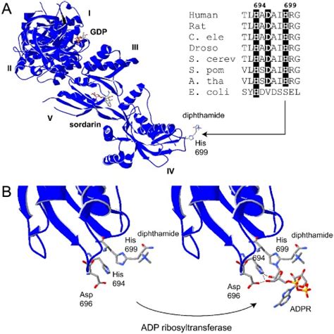 Structure And ADP Ribosylation Of Translation Elongation Factor 2 EF2