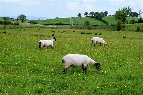 Sheep Kiltamnagh Kenneth Allen Geograph Britain And Ireland