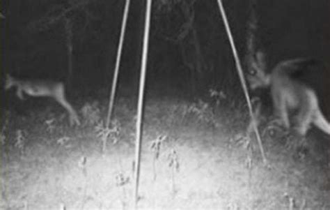 Unexplained Trail Cam Images Creativespirits Net