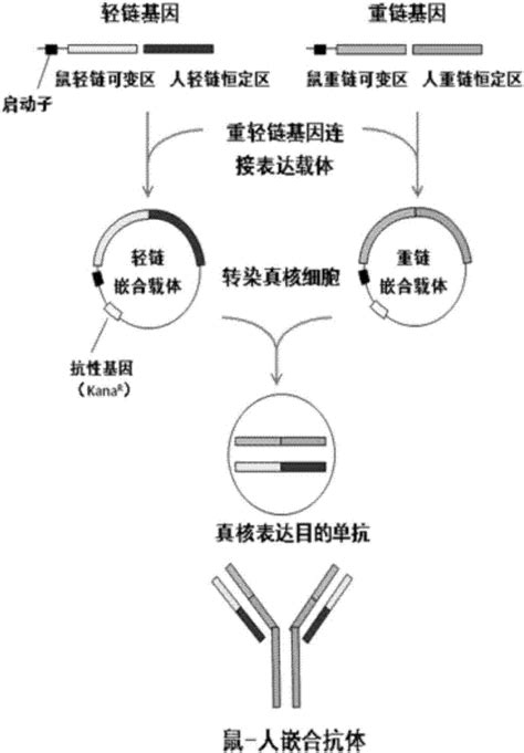 一种人源化抗人pd‑1单克隆抗体及其制备方法、用途与药物与流程2