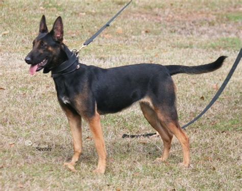 Belgian Malinois Black And Tan