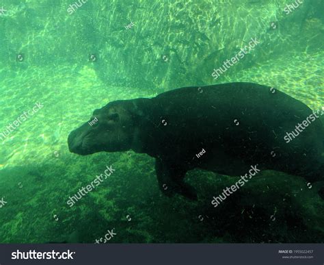 Hippo Swimming Underwater Zoo Stock Photo 1955022457 | Shutterstock