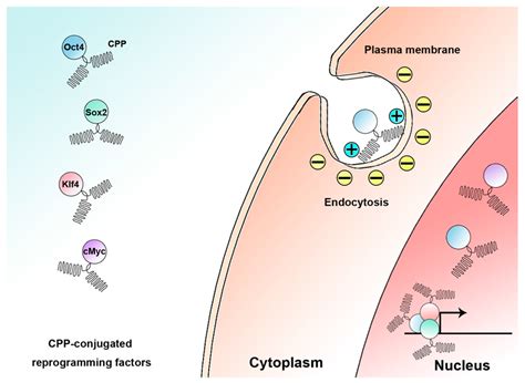 Ijms Free Full Text Cellular Reprogramming Using Protein And Cell