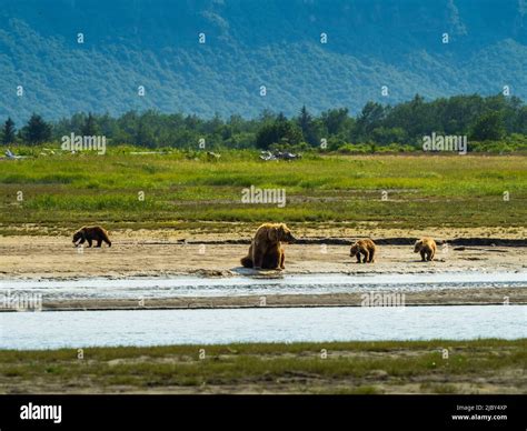 Mom With Three Cubs Coastal Brown Bears Ursus Arctos Horribilis